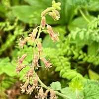 Tolmiea menziesii